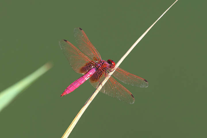 8月上旬に会ったトンボたち: トンボの唄