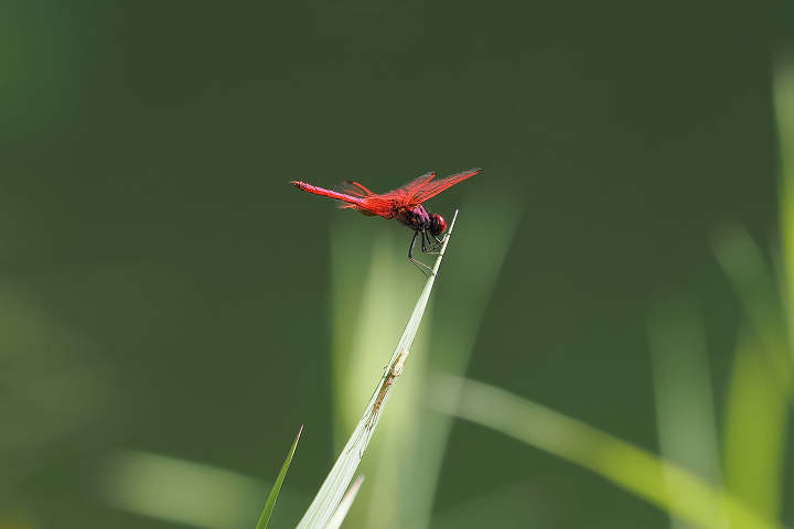 8月上旬に会ったトンボたち: トンボの唄