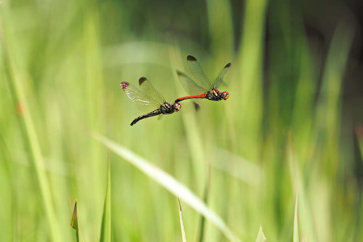 8月上旬に会ったトンボたち: トンボの唄