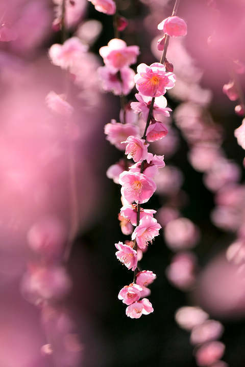 春の花を撮る: トンボの唄